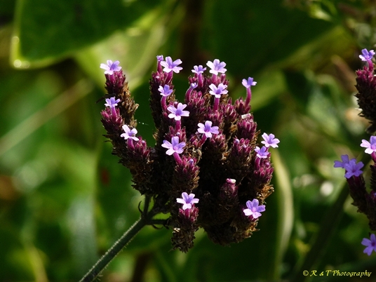 {Verbena bonariensis}